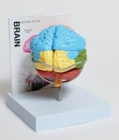 Human Brain Model, 8-Part