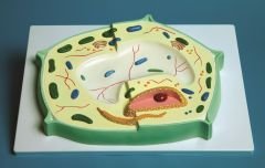 Plant Cell Model