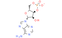 Cyclic AMP