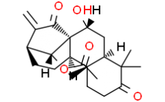 Glaucocalyxin B