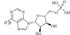 Adenosine 5'-Monophosphate