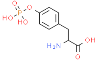 L-Tyrosine,O-phosphono-