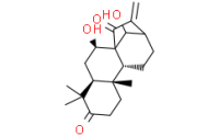 Glaucocalyxin A