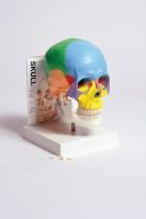 Human Skull Model with Fold-Out Guide