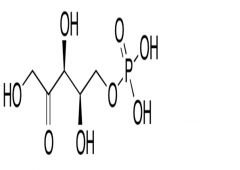 D-Xylulose 5-Phosphate (~80%)