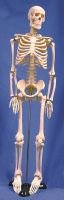 Human Skeleton Model, 85cm