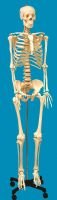 Life-Sized Human Skeleton Model