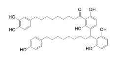 Maingayone B