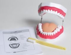 Oral Hygiene Model