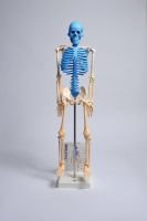 Human Skeleton Model with Fold-Out Guide