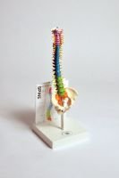 Human Small Spine Model with Fold-Out Guide 