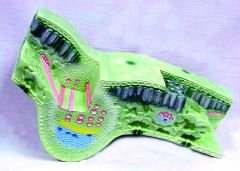 Leaf Structure Model