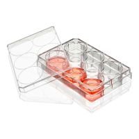 Multiple Well Plate, 6 Well, Flat Bottom, Tissue Culture Treated, Sterile, Individually Wrapped