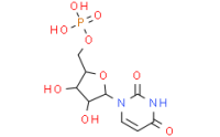 5'-Uridylic acid